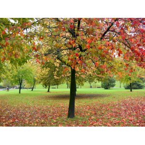 Ambrovník styraxový (Liquidambar Styraciflua) - výška 100-150 cm, kont. C5L - NA KMIENKU 
